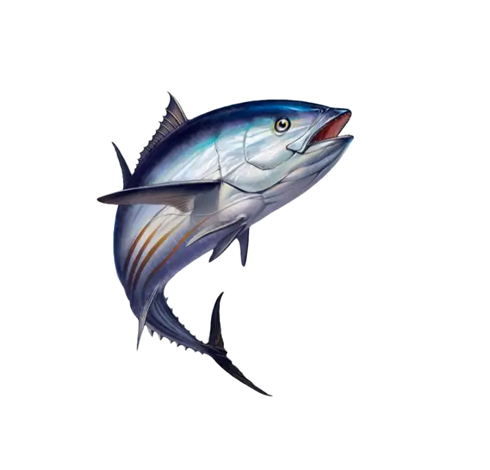 catch deep sea pacific hawaii skipjack tuna on our fishing charters